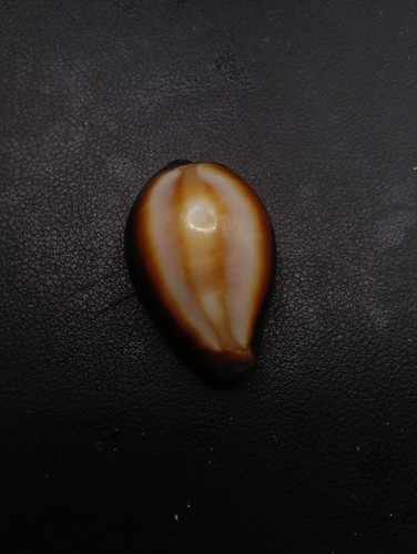 Large cypraea onyx 40mm cowrie