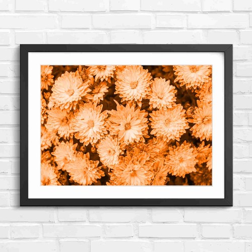Vibrant pink chrysanthemum - pink,