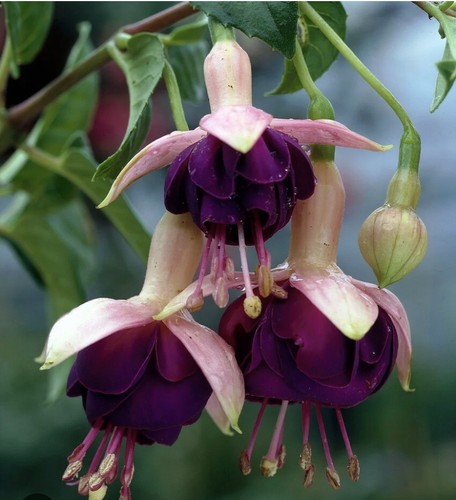 Fuchsia out door plant any - door,