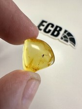 Baltic Amber With Mosquito Inclusion.