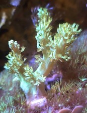  Green kenya tree Leather Coral Sinularia  Frag soft corals marine frags