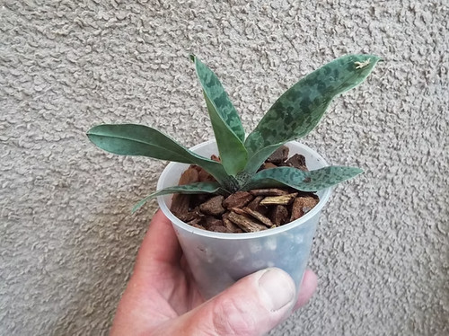 Rare paphiopedilum wardii not - paphiopedilum, ,not