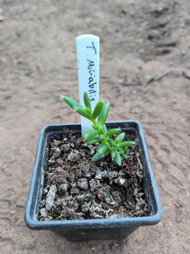 Trichodiadema mirabile - trichodiadema,