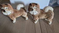 2 Beautiful Chow Chows. Very Good Condition.