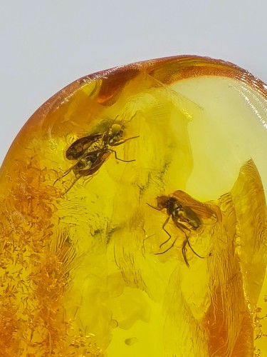 Genuine baltic amber with - amber,