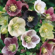 HELLEBORUS' PLANT SEEDS