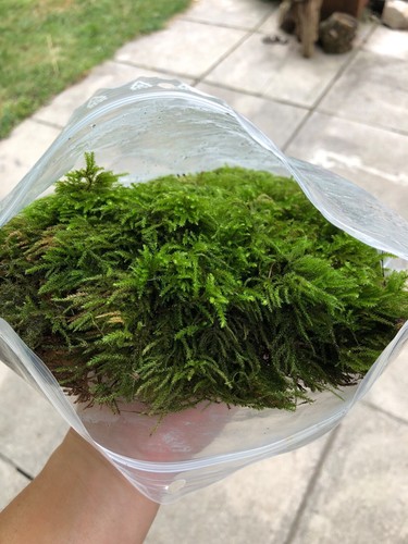 Live terrarium moss small - live,