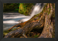 Old rootstock in water Framed