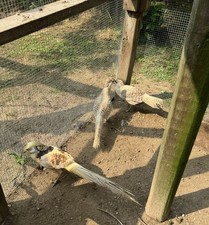 8 Pure Yellow Golden Pheasant