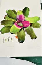 PLANT ILLUSTRATIONS BRAZILIAN