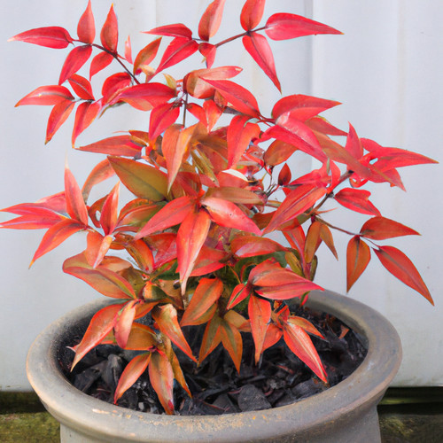Nandina domestica heavenly - domestica,