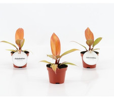 Philodendron Prince of Orange