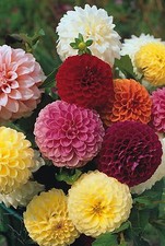 Flower - Dahlia - Pompon Double Mixed - 50 Seeds