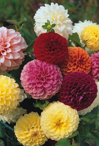 Dahlia pompon double mixed - dahlia,
