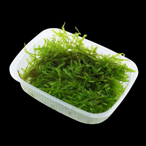 100g portions plants - of,