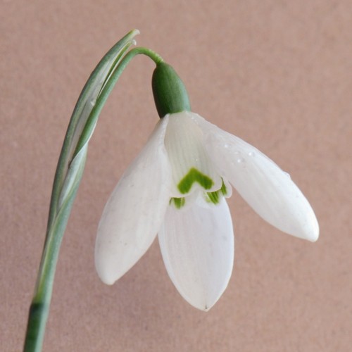 Galanthus elwesii mrs - elwesii,