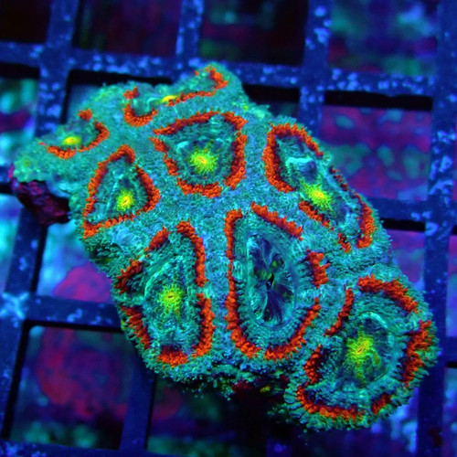 Wysiwyg acan lord coral frag - acan,