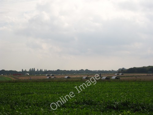Photo 6x4 pig - photo, arks