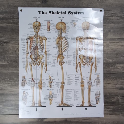 Vtg 2000 the skeletal - 2000,