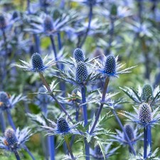 Eryngium x zabelli 'Big Blue'