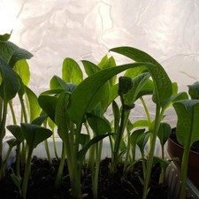 5 Comfrey Plants organic 10 cm
