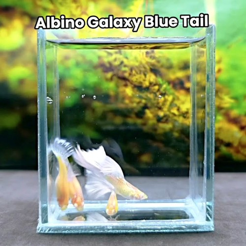 Albino galaxy blue tail - albino,