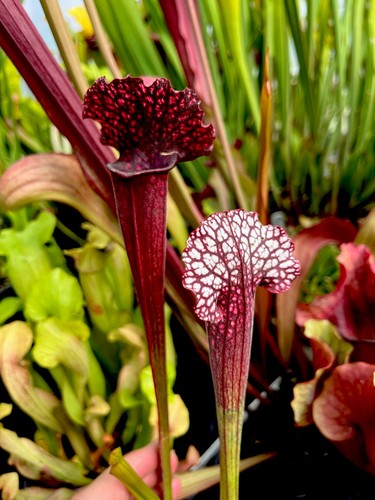 Sarracenia premysl otakar - premysl,