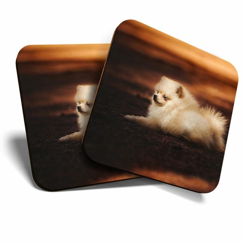 Coasters cute pomeranian - x,