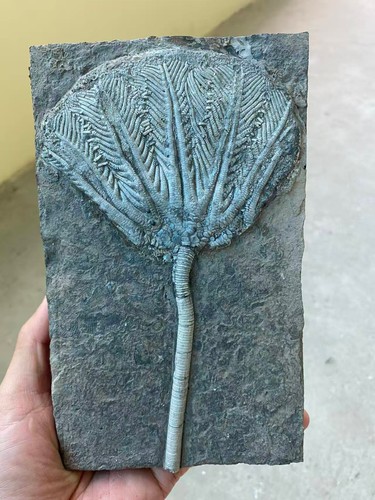 Authentic crinoid - authentic, (sea