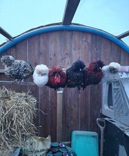 *B grade for broody chickens