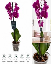 Phalaenopsis 12cm Single Stem