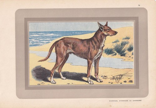 1931 ibizan hound print - ibizan,
