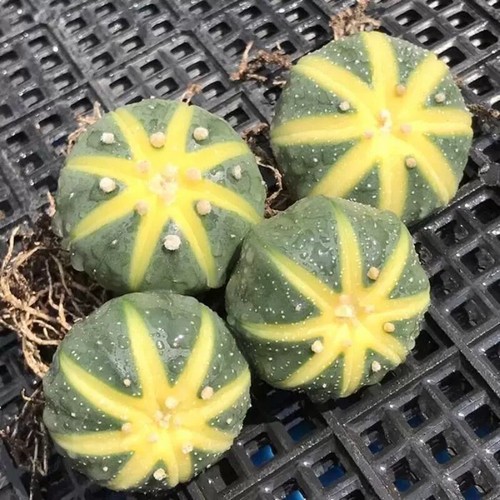 4pcs 3cm succulent cactus - 4pcs,