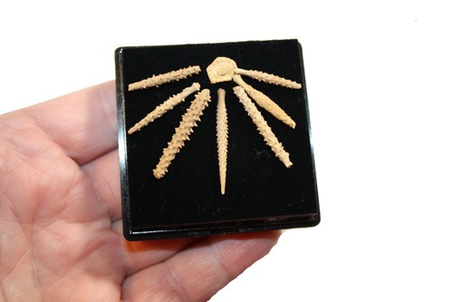 Pennsylvanian fossil echinoid