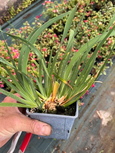 Iris unguicularis free - -, pp