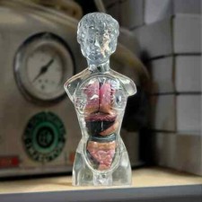 Translucent Female Torso