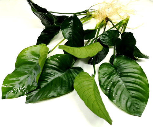 Anubias barteri broad - barteri, "broad