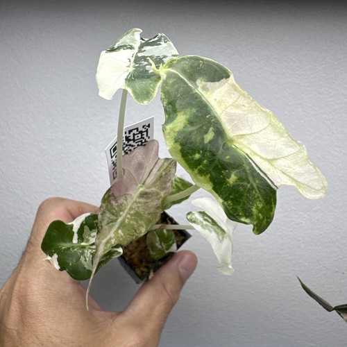 Alocasia venom variegated - alocasia,