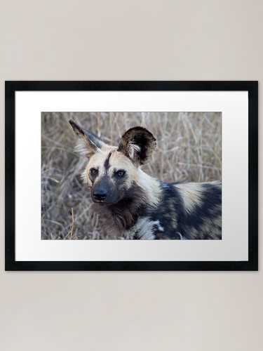 African wild dog framed - wild,