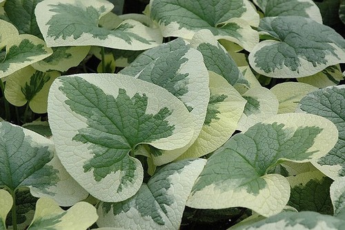 Brunnera collection 3 - brunnera,