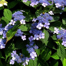 Hydrangea serrata blue - 1, x