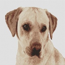 Golden labrador lab dog - labrador, puppy