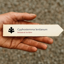 Cyphostemma lentianum seeds - seeds,