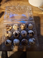 12 X Jumbo Quail eggs mixed