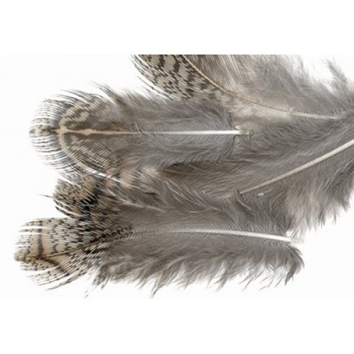 English partridge brown back - english,