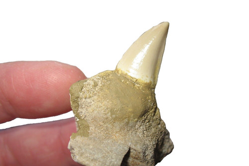 Cretaceous mosasaur reptile