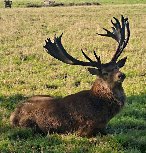 Art picture deer with large - with,