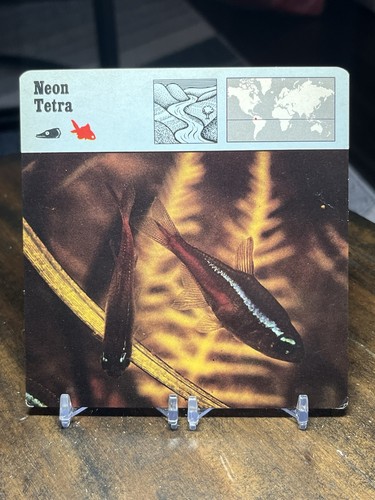 Neon tetra 1977 editions - tetra,,