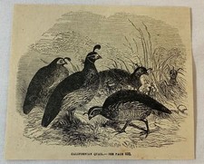 1880 magazine engraving ~ California CALIFORNIAN QUAIL