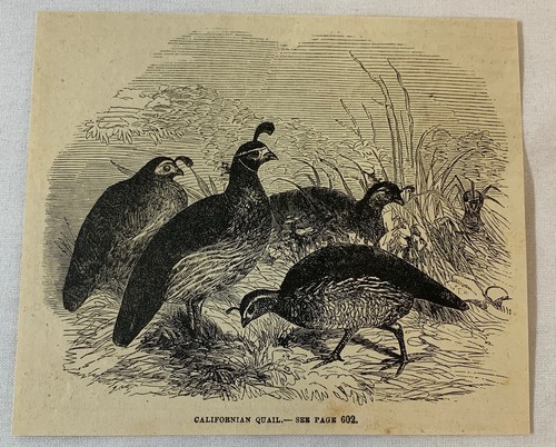1880 magazine engraving - , ~